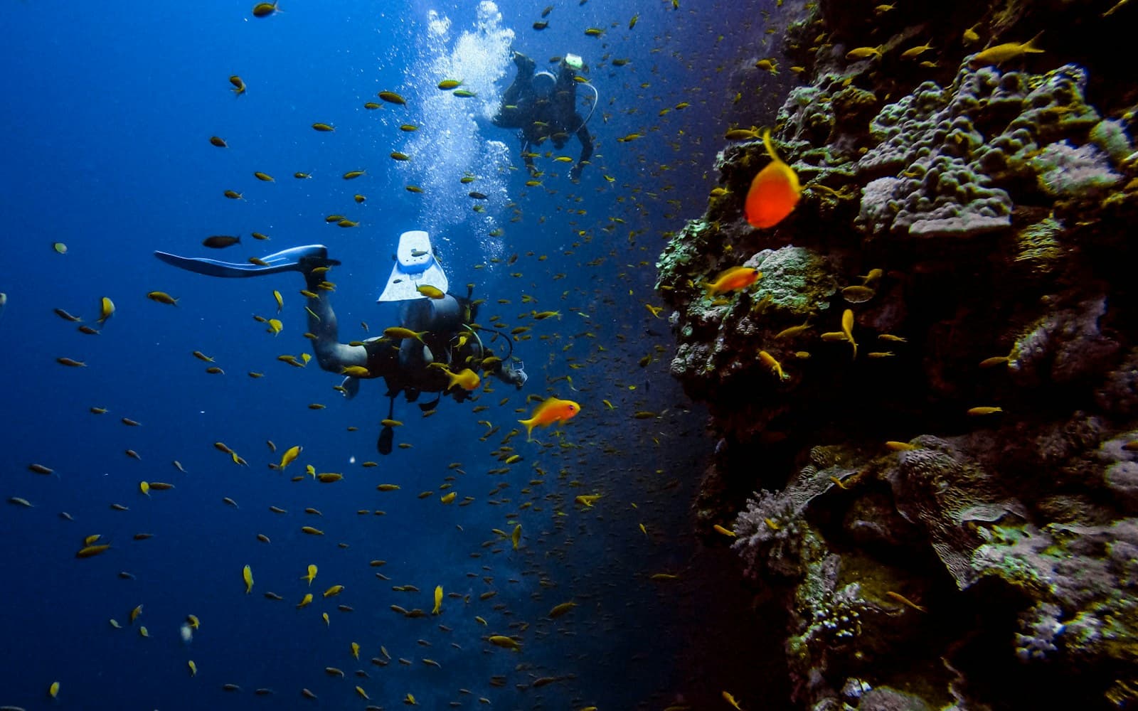 Formation TDI Decompression Procedures — visuel de la prestation