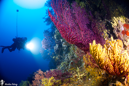 Photo du site Sec du cap d’arme